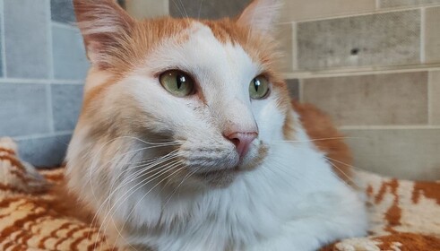 Котики нашли семью